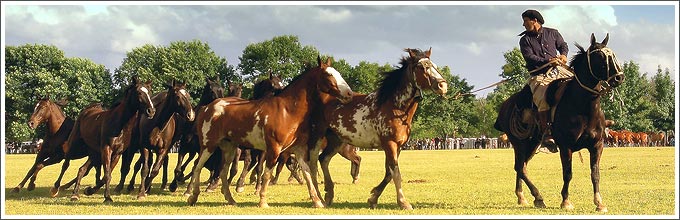 argentina pampa